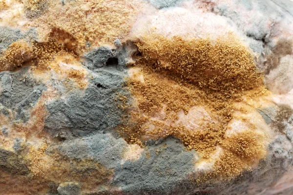 Moldy bread — Stock Photo, Image