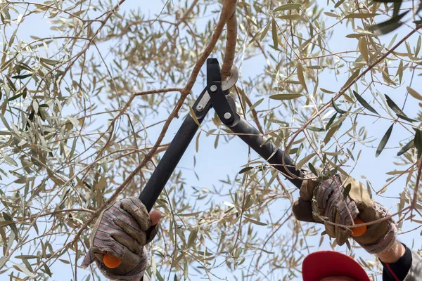 Pruning olive tree — Stock Photo, Image