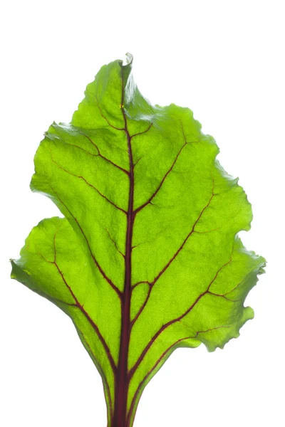 Beetroot leave — Stock Photo, Image