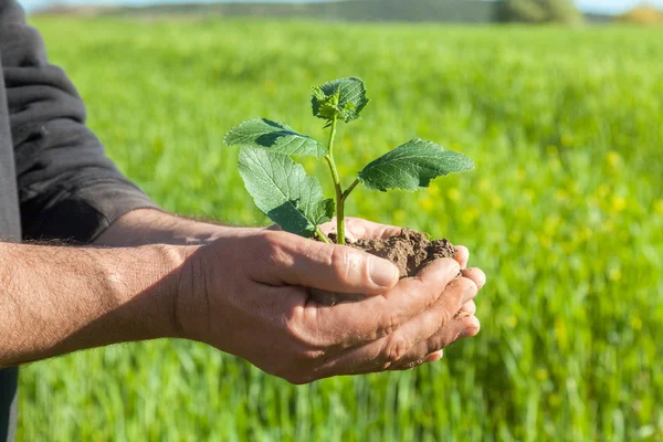 Farmer hands with plant — Stock Photo, Image