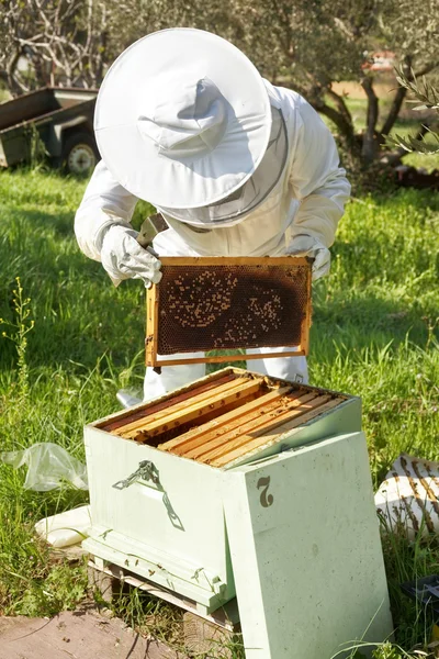 Apicoltore che lavora nel suo apiario — Foto Stock