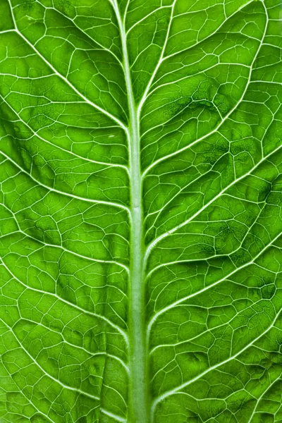 Lettuce leaf — Stock Photo, Image
