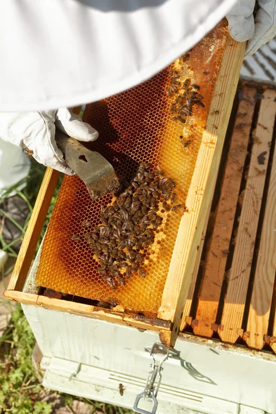 Imker bei der Arbeit in seinem Bienenhaus — Stockfoto