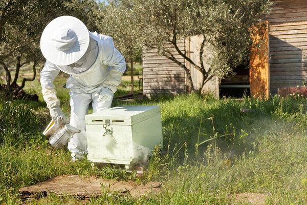Пчеловод, работающий на пасеке
