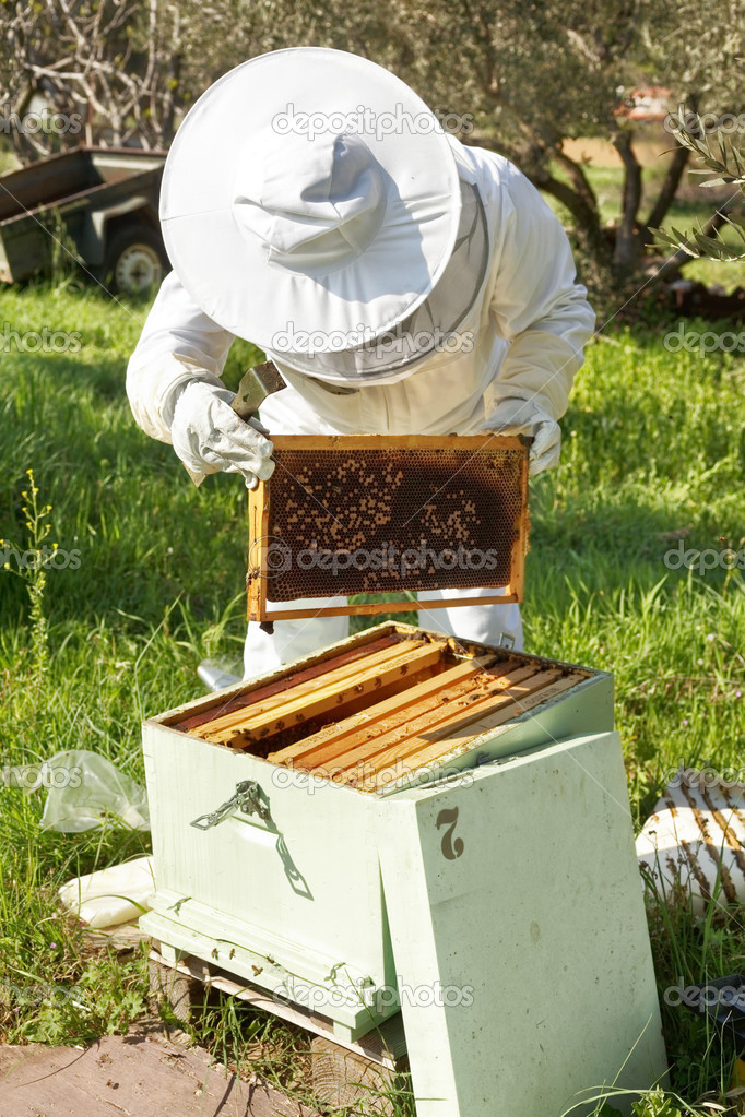 Beekeeper working in his apiary