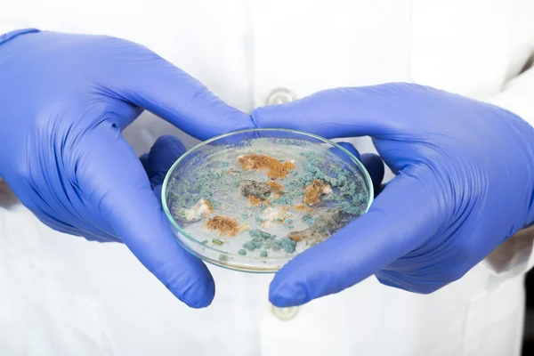 Petri dish with Penicillium fungi — Stock Photo, Image