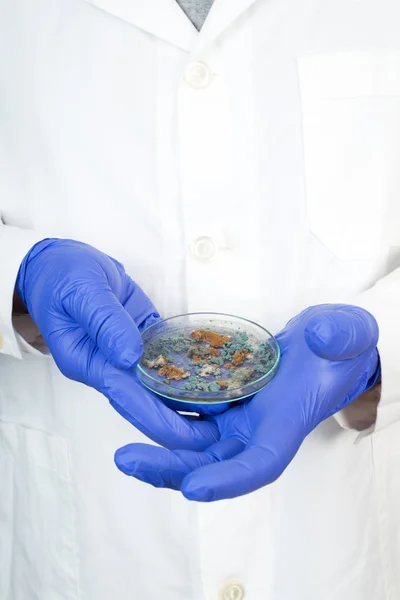 Petri dish with Penicillium fungi — Stock Photo, Image