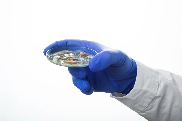 Placa de Petri com fungos Penicillium — Fotografia de Stock