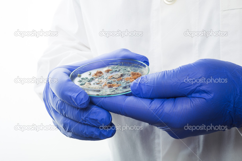 Petri dish with Penicillium fungi