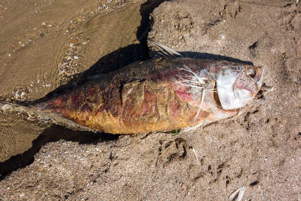 Ölü balık orkinos Beach — Stok fotoğraf