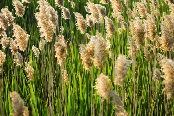 Reed in backlight — Stock Photo, Image