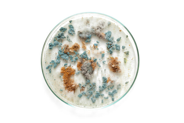 Petri dish