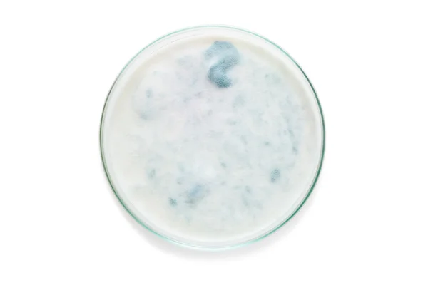 Petri dish — Stock Photo, Image