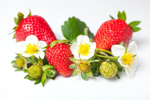 Aardbeien — Stockfoto