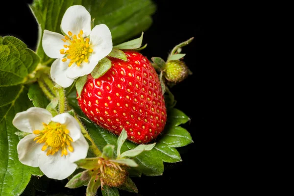 Aardbeien — Stockfoto