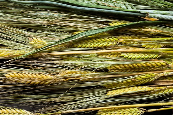 Пшеница на деревянном столе — стоковое фото