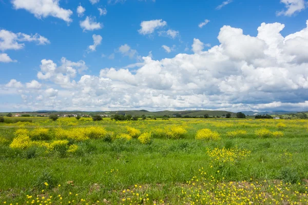 Grekisk landskap — Stockfoto