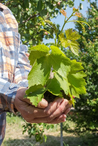 Planta en las manos — Foto de Stock