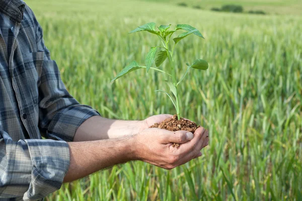 Mãos segurando uma planta crescendo — Fotografia de Stock