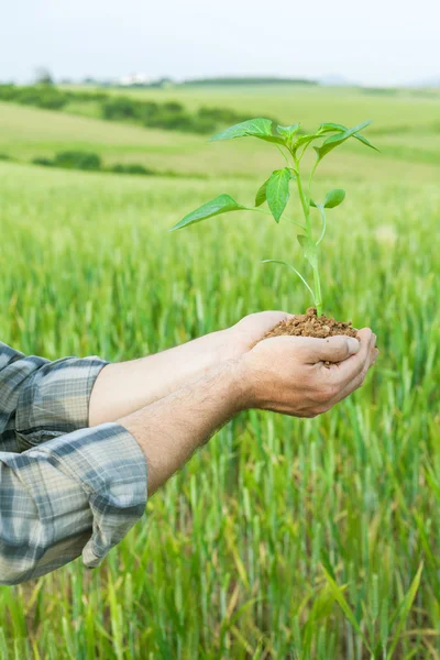 Mãos segurando uma planta crescendo — Fotografia de Stock