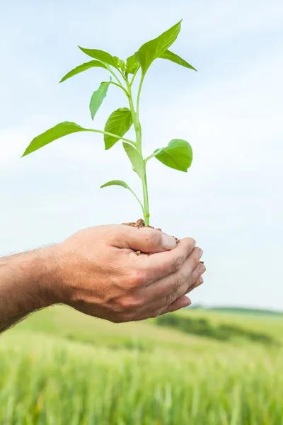 손 잡고 식물 성장 — 스톡 사진