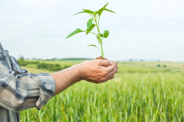 Mãos segurando uma planta crescendo — Fotografia de Stock