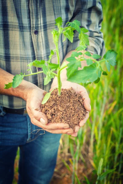 Hands holding a plant growing — Stock Photo, Image