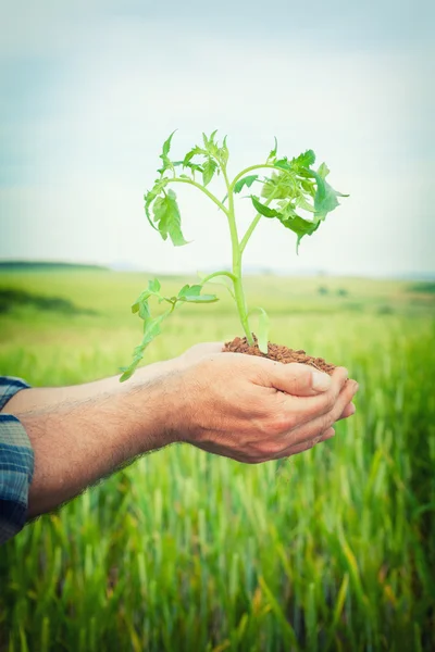 Mãos segurando uma planta crescendo — Fotografia de Stock