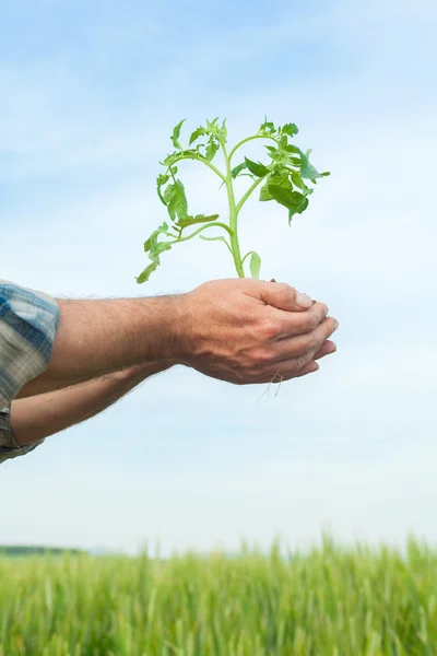 Mãos segurando uma planta crescendo — Fotografia de Stock