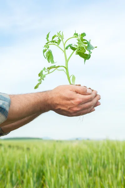 Hands holding a plant growing — Stock Photo, Image