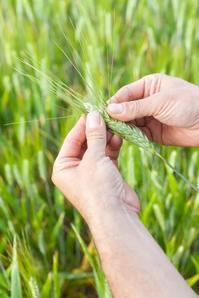 Farmer with wheat in hands — Stock Photo, Image