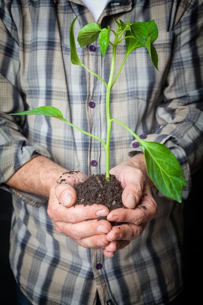 Hands holding a plant growing — Stock Photo, Image