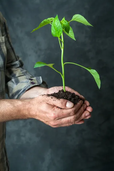 Hands holding a plant growing — Stock Photo, Image