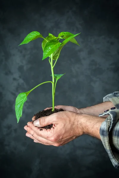 Mãos segurando uma planta crescendo — Fotografia de Stock