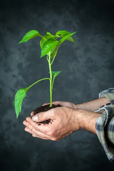 Hands holding a plant growing — Stock Photo, Image