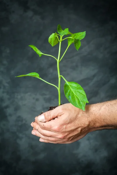 Mãos segurando uma planta crescendo — Fotografia de Stock
