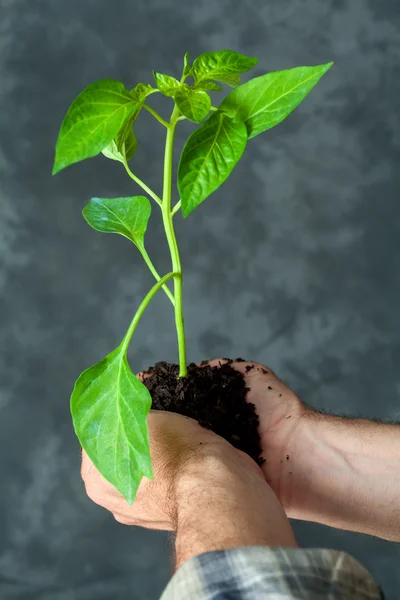 Hands holding a plant growing — Stock Photo, Image