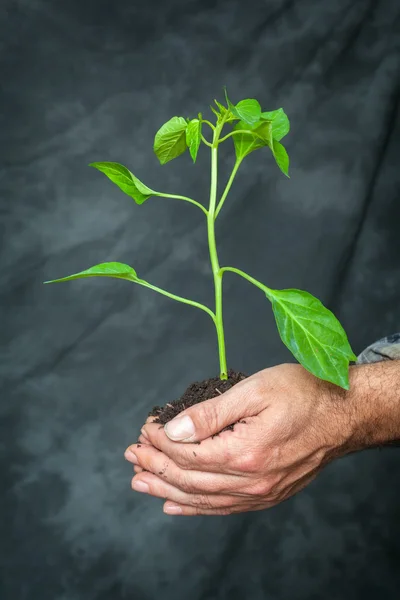 Hands holding a plant growing — Stock Photo, Image