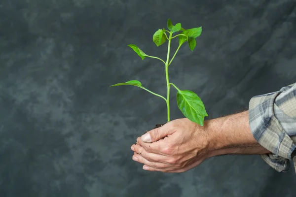 Mãos segurando uma planta crescendo — Fotografia de Stock