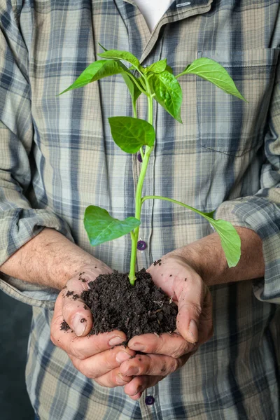 손 잡고 식물 성장 — 스톡 사진