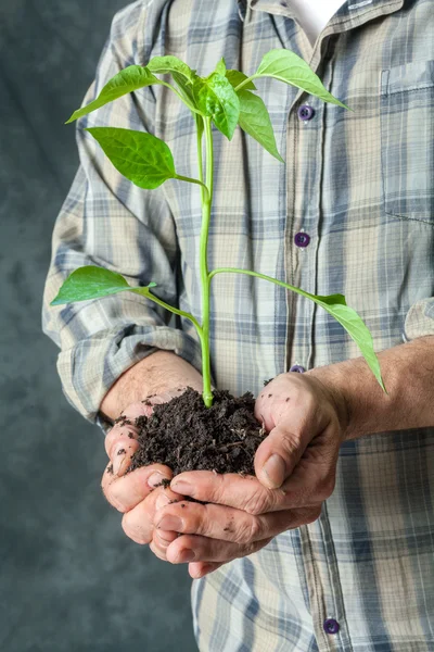 Hands holding a plant growing — Stock Photo, Image