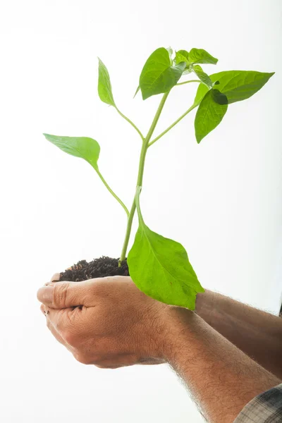 Hands holding a plant growing — Stock Photo, Image