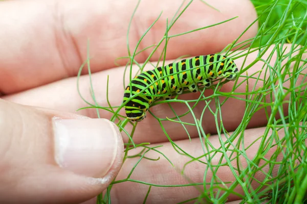 Caterpillar — Stock Photo, Image