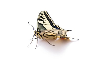 Kelebek papilio machaon