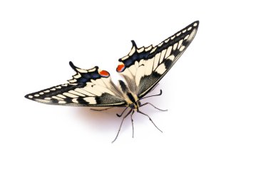 Butterfly Papilio machaon clipart