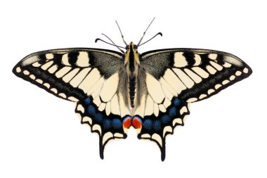 Kelebek papilio machaon