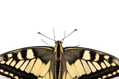 Kelebek papilio machaon