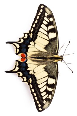 Kelebek papilio machaon