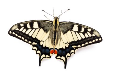 Butterfly Papilio machaon clipart