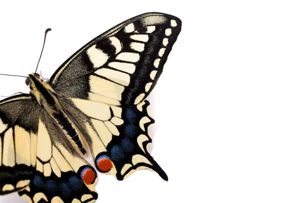 Schmetterling Papilio machaon — Stockfoto